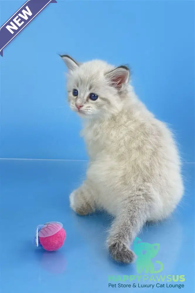 Winston Siberian male seal tabby pointed with white - live animals