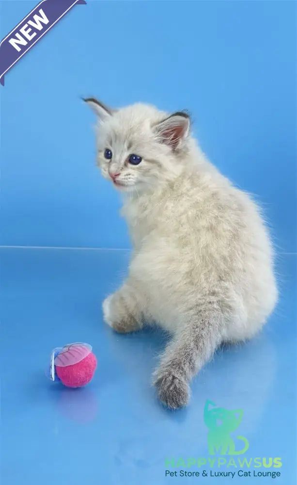 Winston Siberian male seal tabby pointed with white - live animals