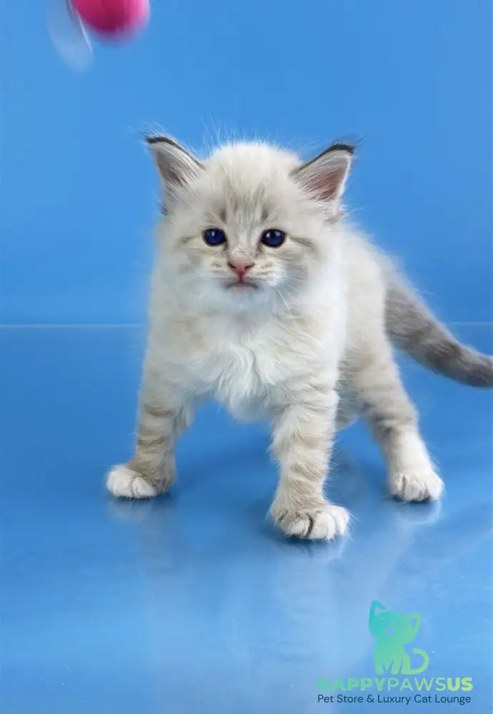 Winston Siberian male seal tabby pointed with white - live animals