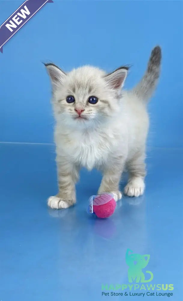 Winston Siberian male seal tabby pointed with white - live animals