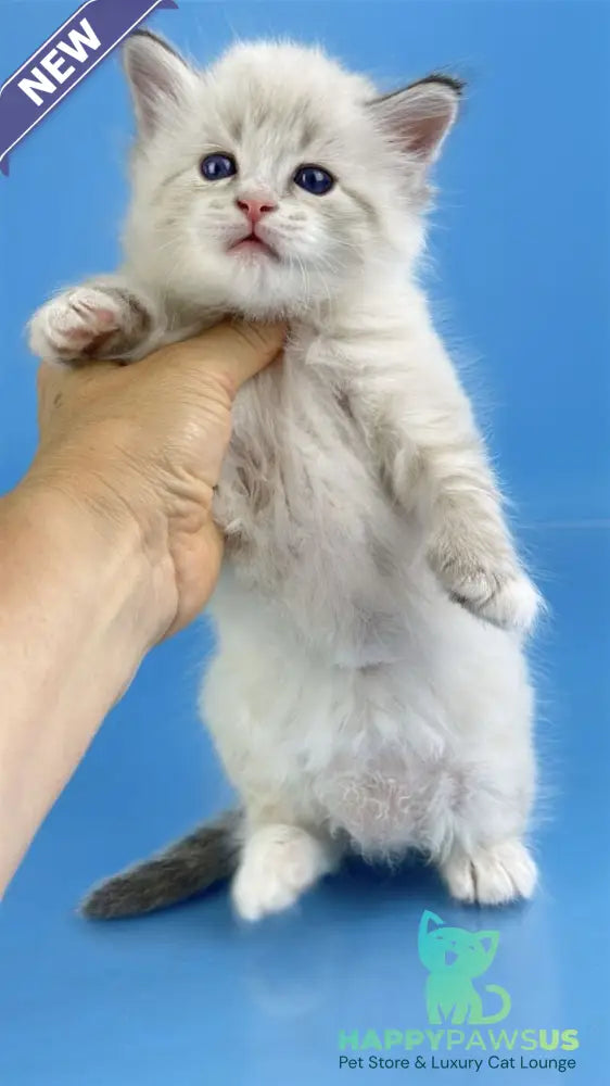 Winston Siberian male seal tabby pointed with white - live animals