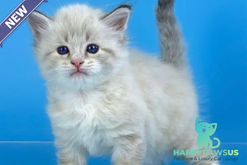 Winston Siberian male seal tabby pointed with white - live animals