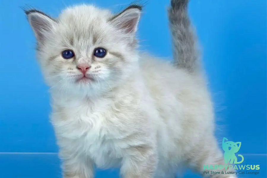 Winston Siberian male seal tabby pointed with white - live animals
