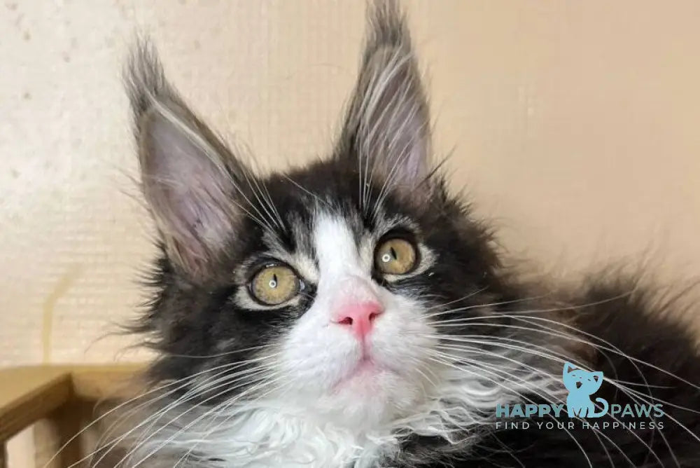 Winter Maine Coon male black tabby bicolour - live animals