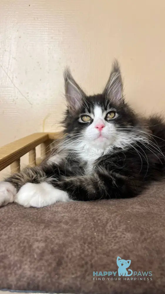 Winter Maine Coon male black tabby bicolour - live animals