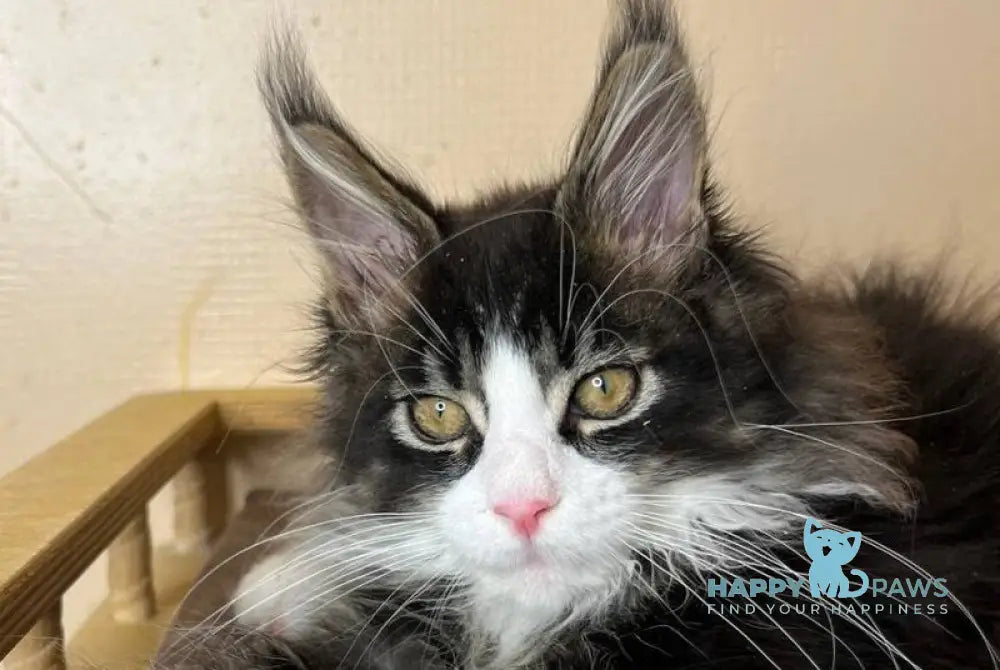 Winter Maine Coon male black tabby bicolour - live animals