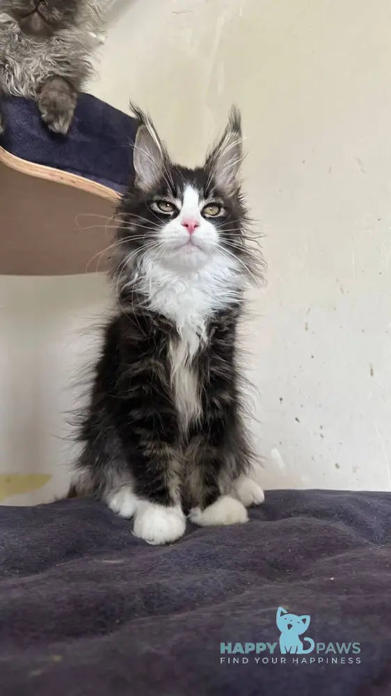 Winter Maine Coon male black tabby bicolour - live animals