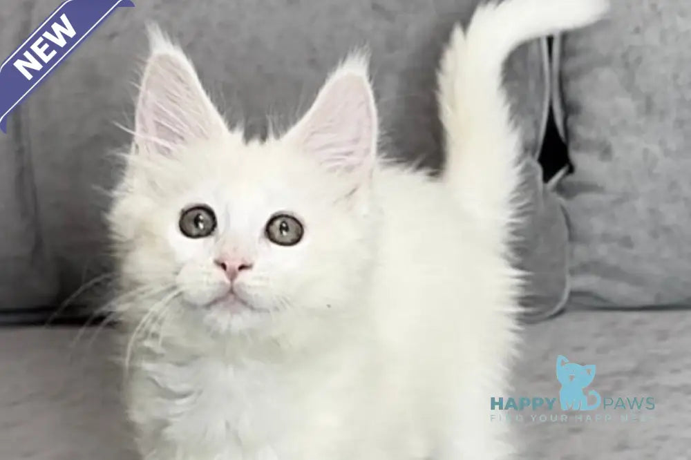 Winter Maine Coon polydactyl female white live animals