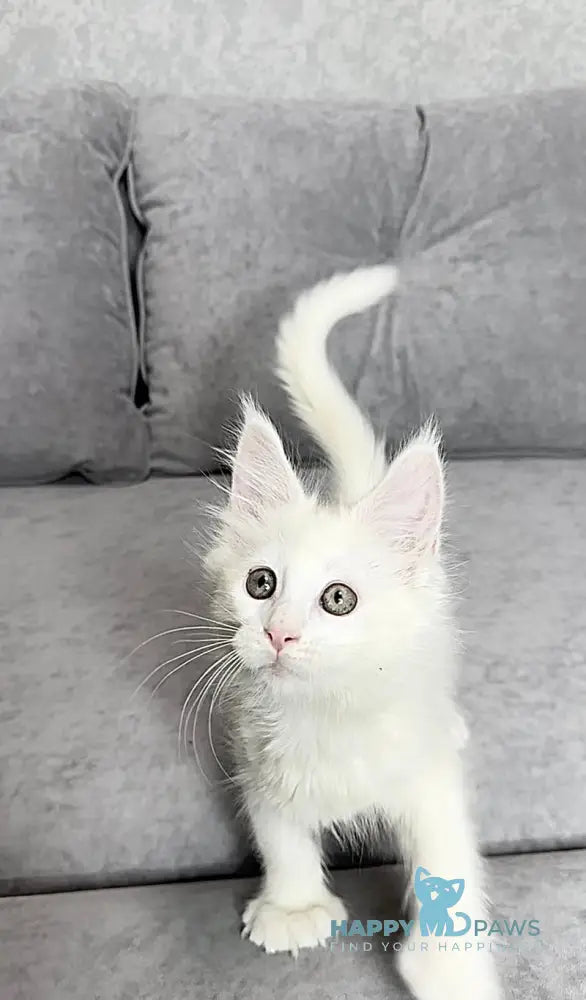 Winter Maine Coon polydactyl female white live animals