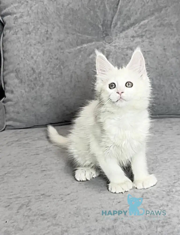 Winter Maine Coon polydactyl female white live animals