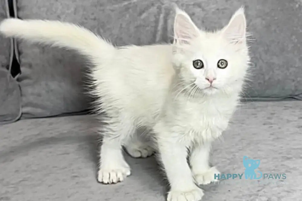 Winter Maine Coon polydactyl female white live animals