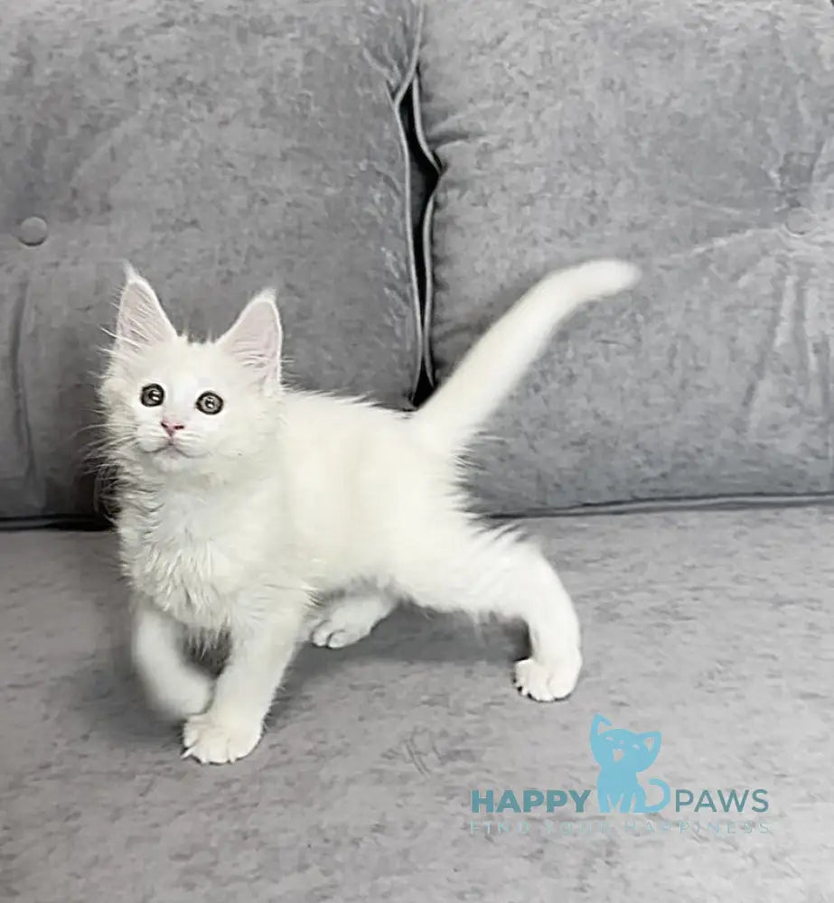 Winter Maine Coon polydactyl female white live animals