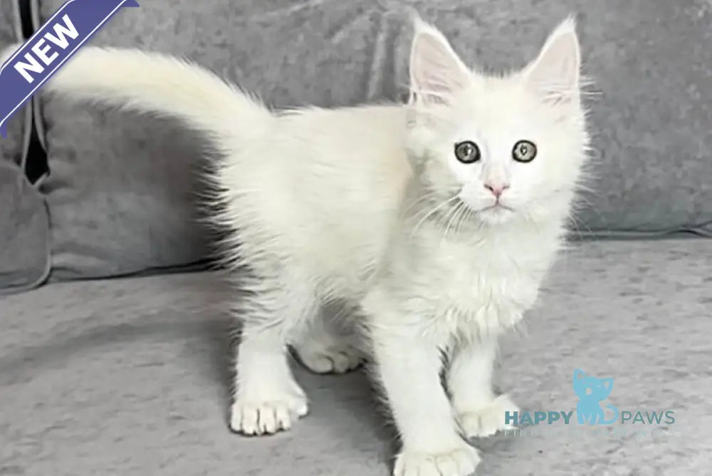 Winter Maine Coon polydactyl female white live animals