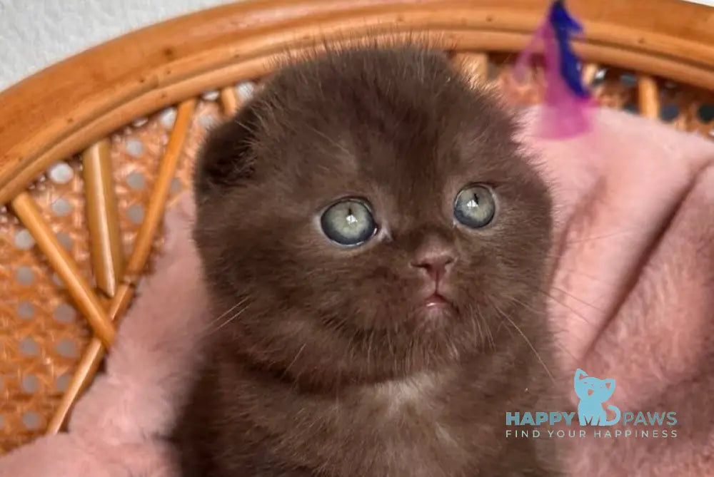 Winter Scottish Fold male chocolate live animals