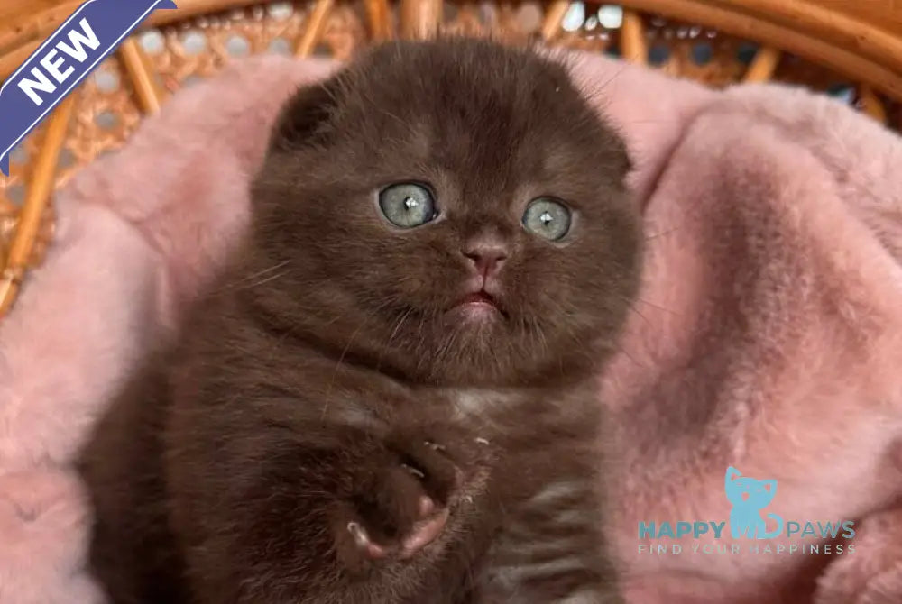 Winter Scottish Fold male chocolate live animals