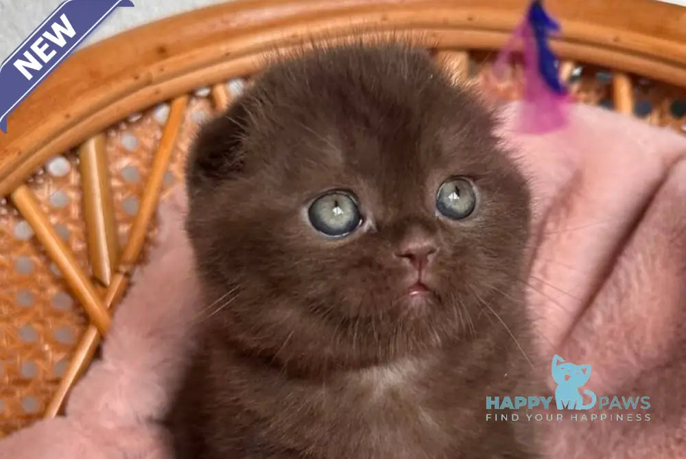Winter Scottish Fold male chocolate live animals