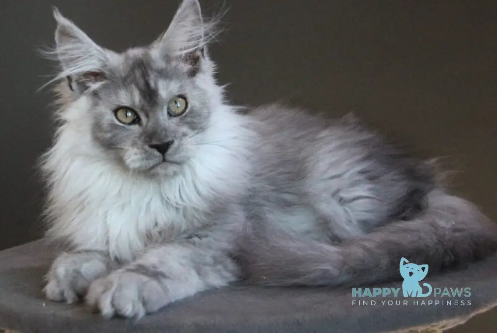 Winter Smoge Maine Coon male black silver - live animals