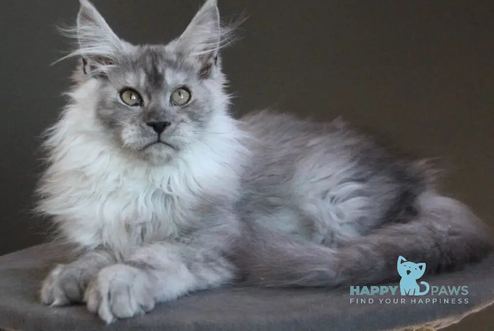 Winter Smoge Maine Coon male black silver - live animals