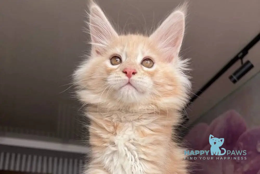 Wisdom Maine Coon male cream silver tabby - live animals