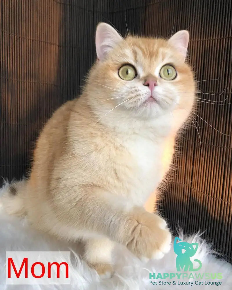 Wishenka British Shorthair female black golden ticked tabby - live animals
