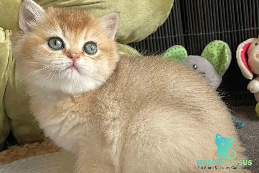Wishenka British Shorthair female black golden ticked tabby - live animals
