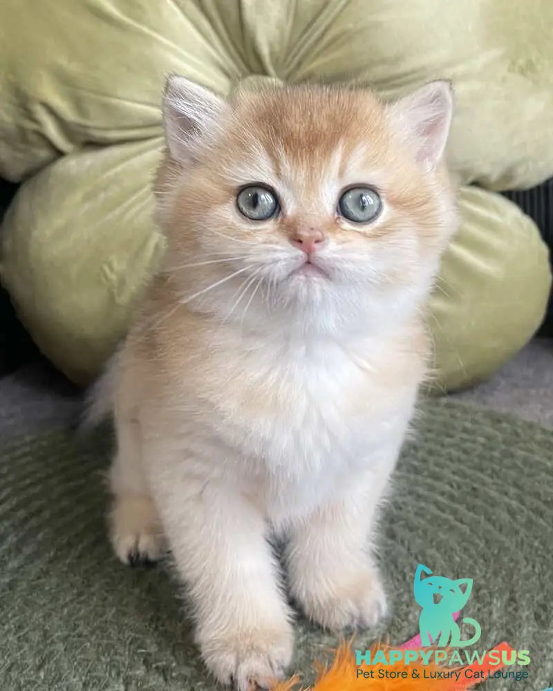 Wishenka British Shorthair female black golden ticked tabby - live animals