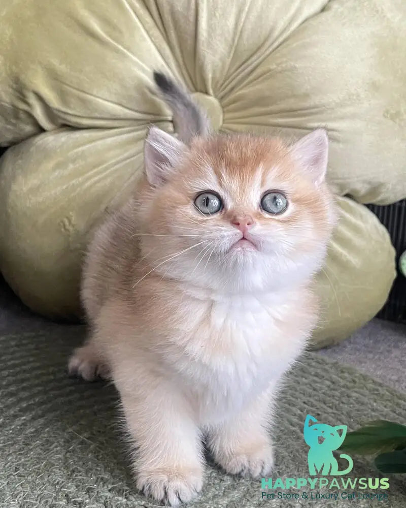 Wishenka British Shorthair female black golden ticked tabby - live animals