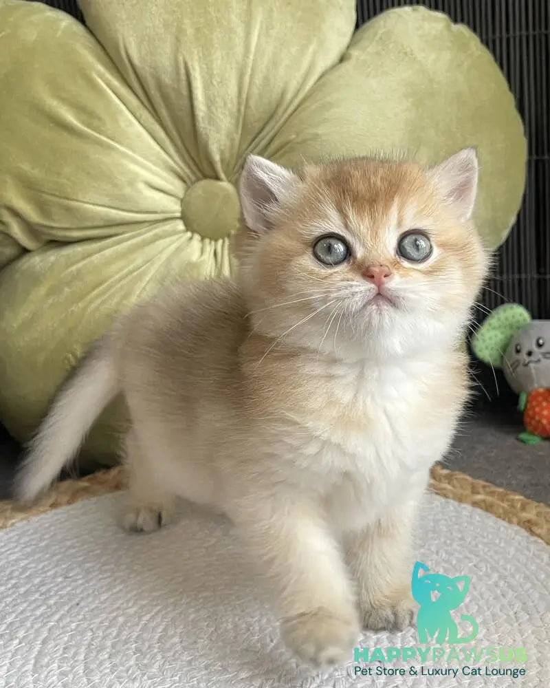 Wishenka British Shorthair female black golden ticked tabby - live animals