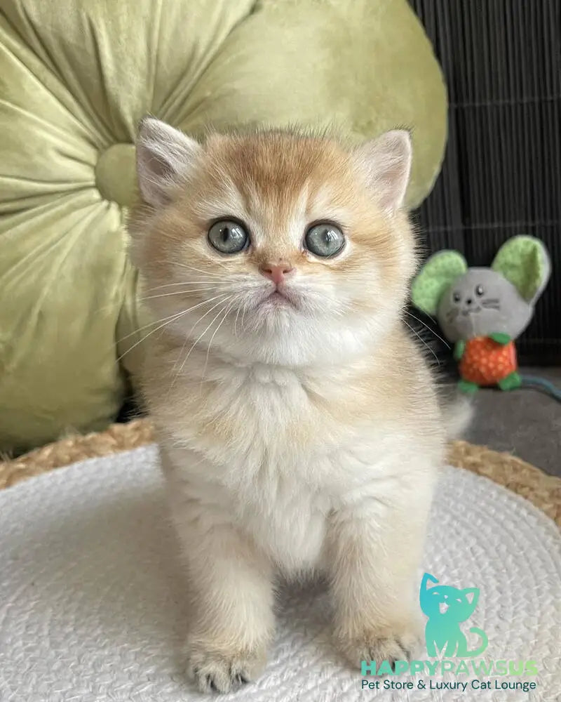 Wishenka British Shorthair female black golden ticked tabby - live animals