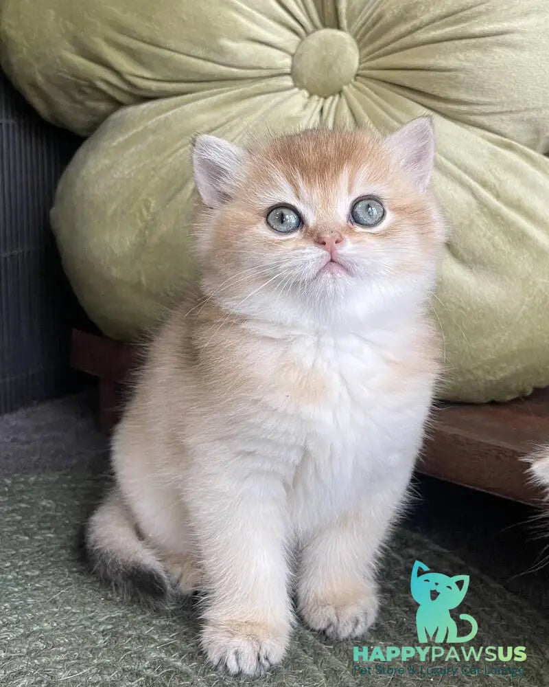 Wishenka British Shorthair female black golden ticked tabby - live animals