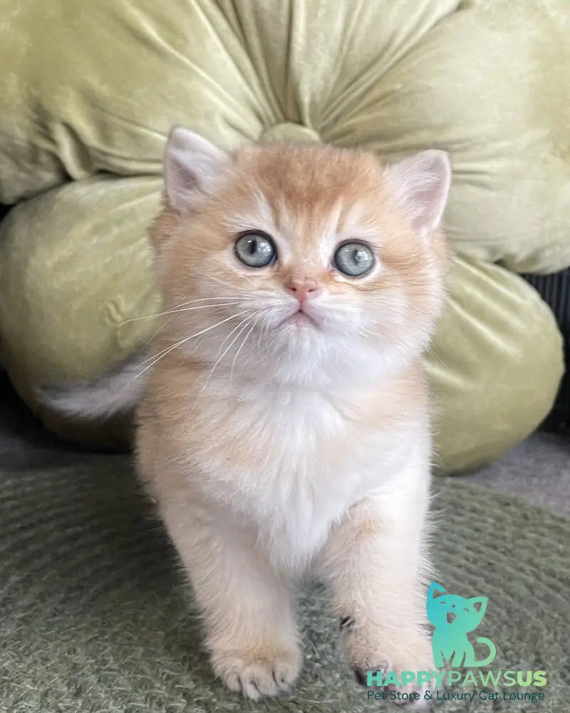 Wishenka British Shorthair female black golden ticked tabby - live animals