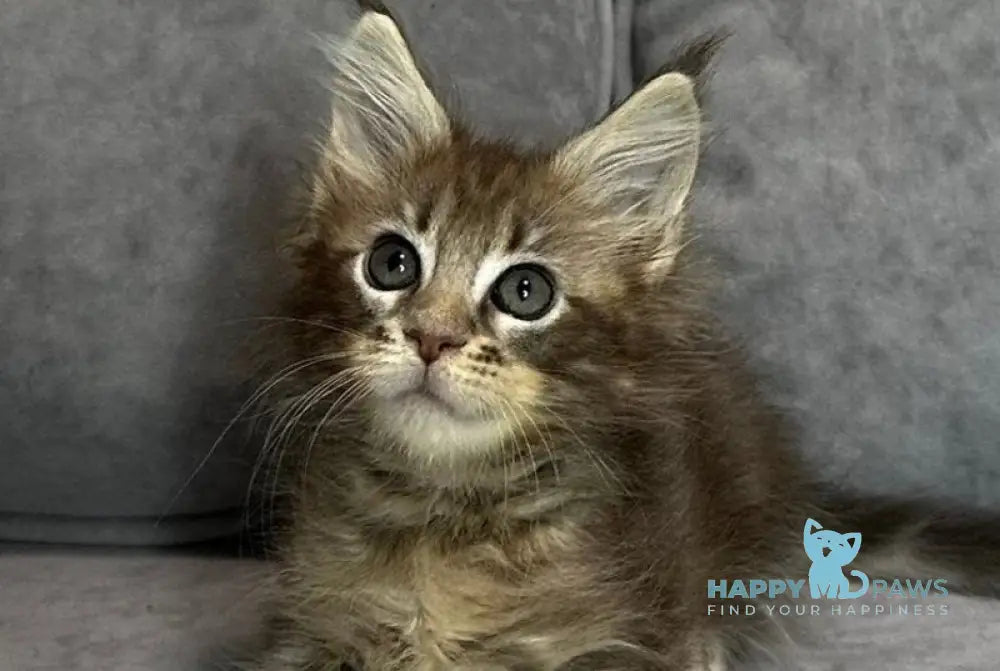 Wiskey Maine Coon female blue tabby live animals