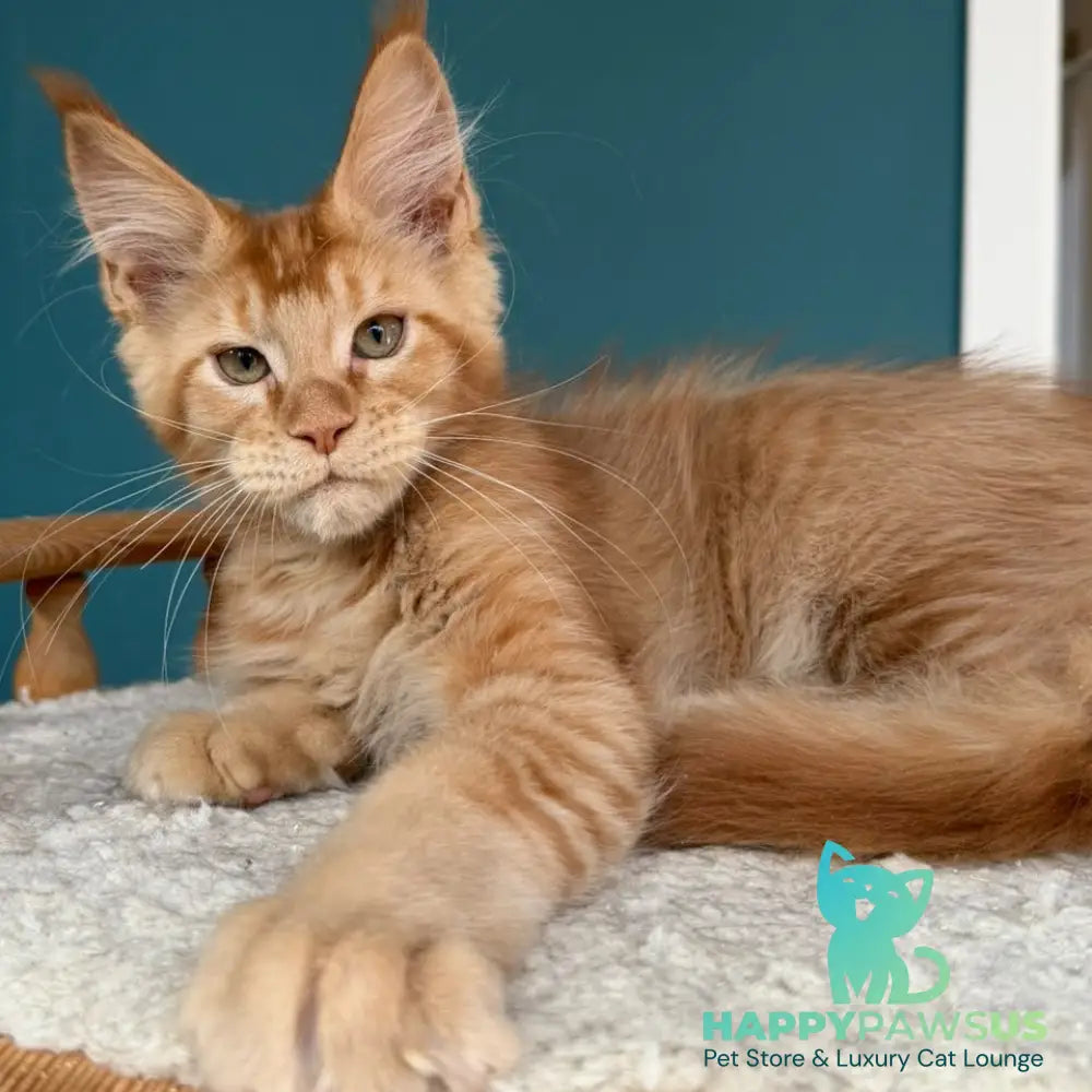 Wiski Maine Coon male red - live animals