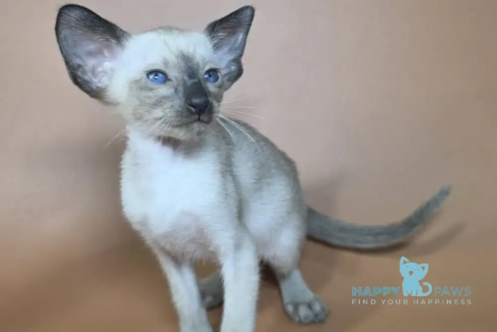 Wisp Siamese male black - live animals