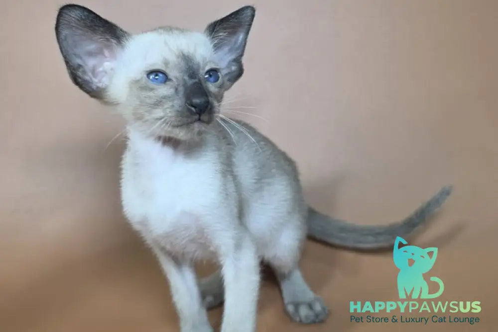 Wisp Siamese male black - live animals