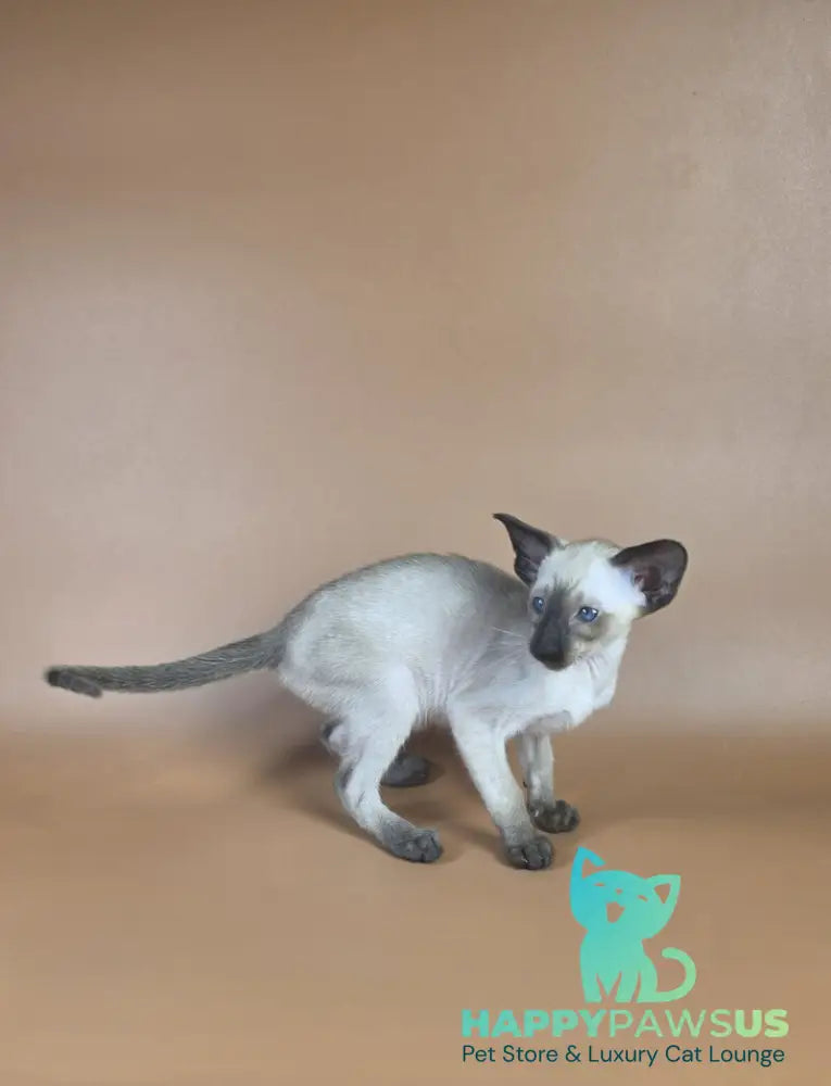 Wisp Siamese male black - live animals