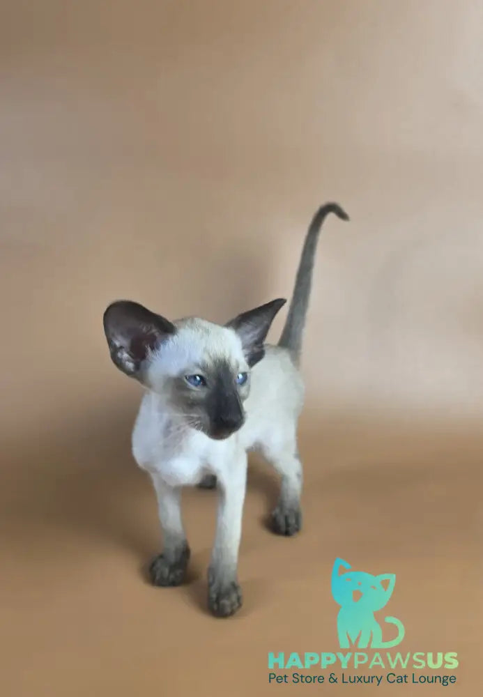 Wisp Siamese male black - live animals