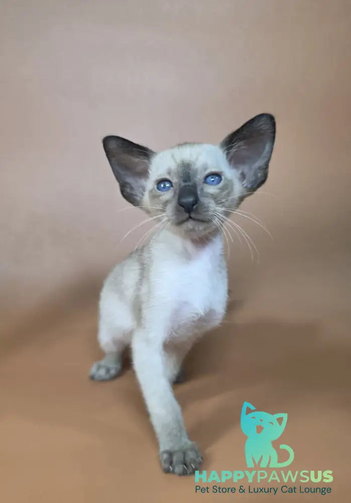 Wisp Siamese male black - live animals