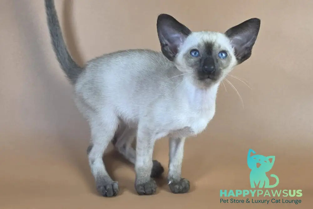 Wisp Siamese male black - live animals