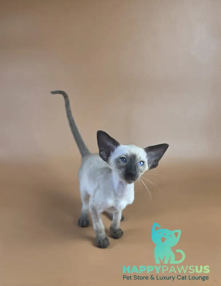 Wisp Siamese male black - live animals