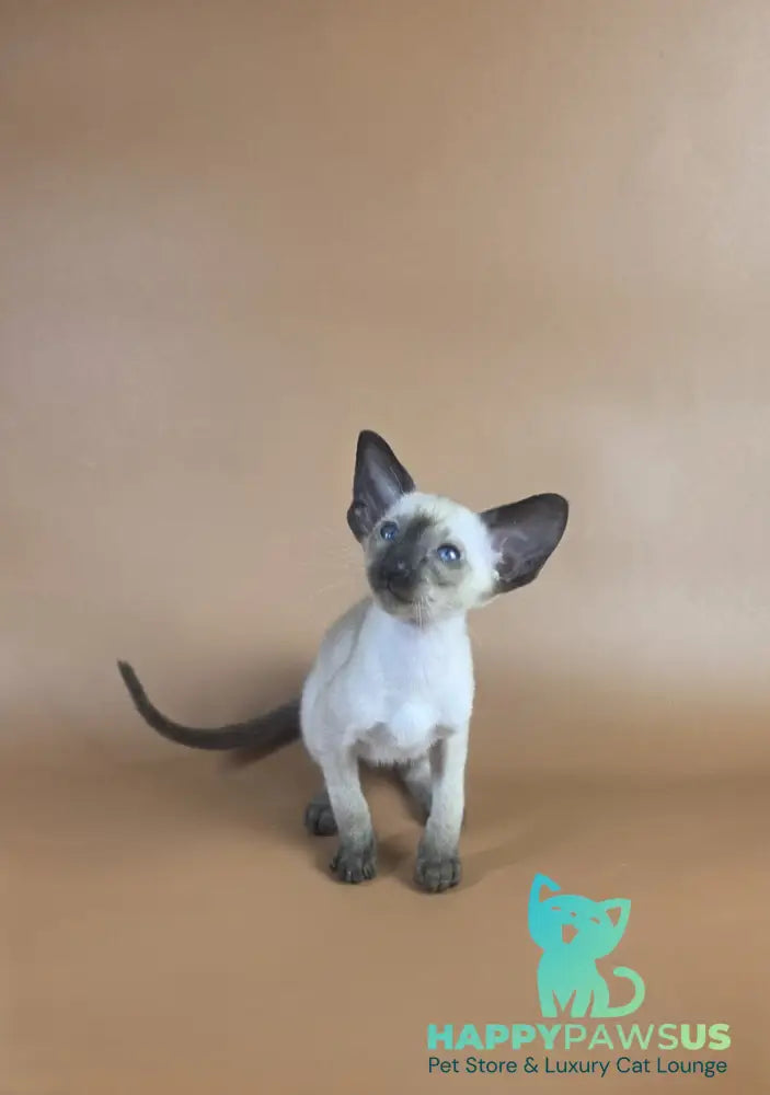 Wisp Siamese male black - live animals