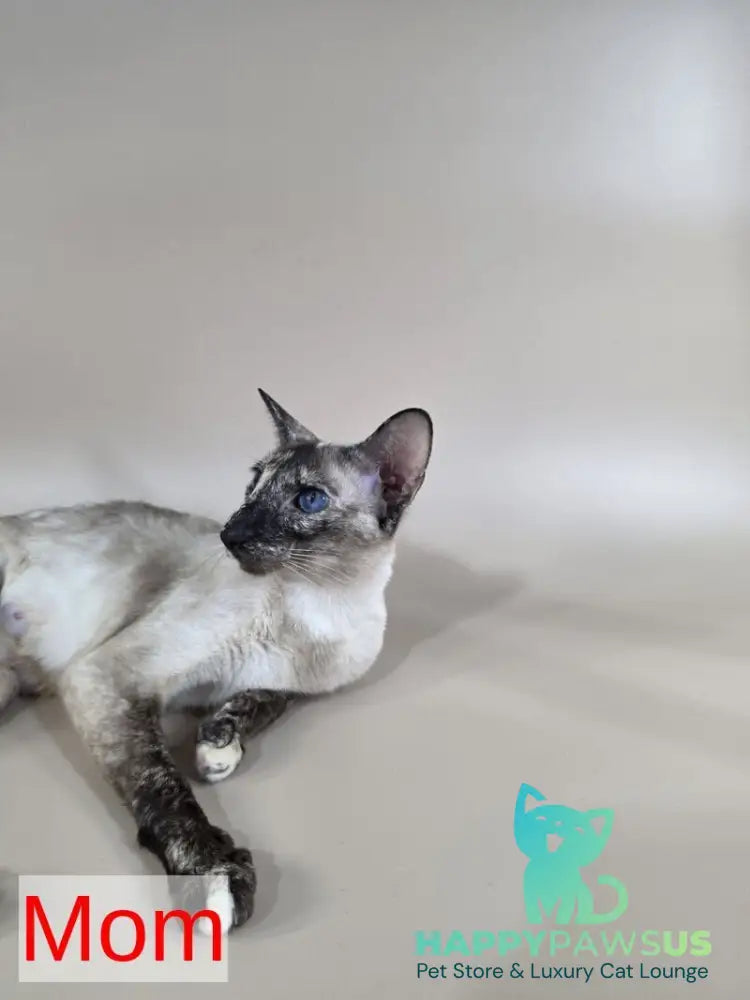 Wisp Siamese male black - live animals