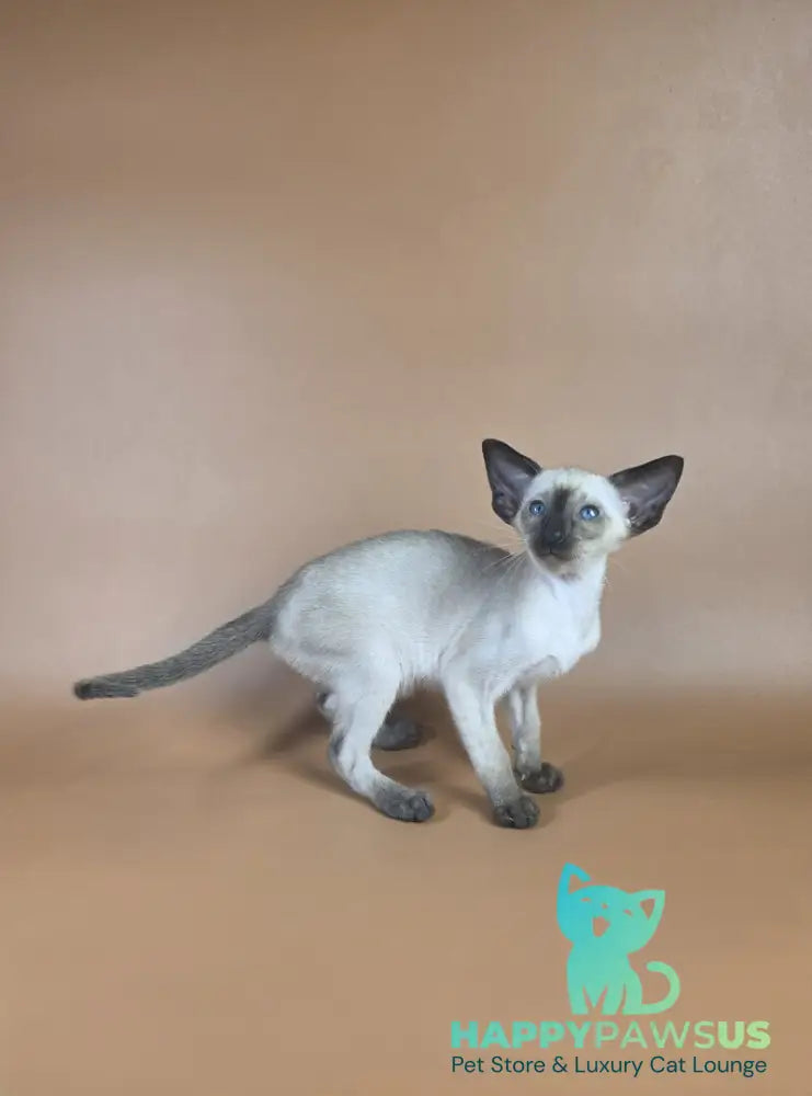 Wisp Siamese male black - live animals