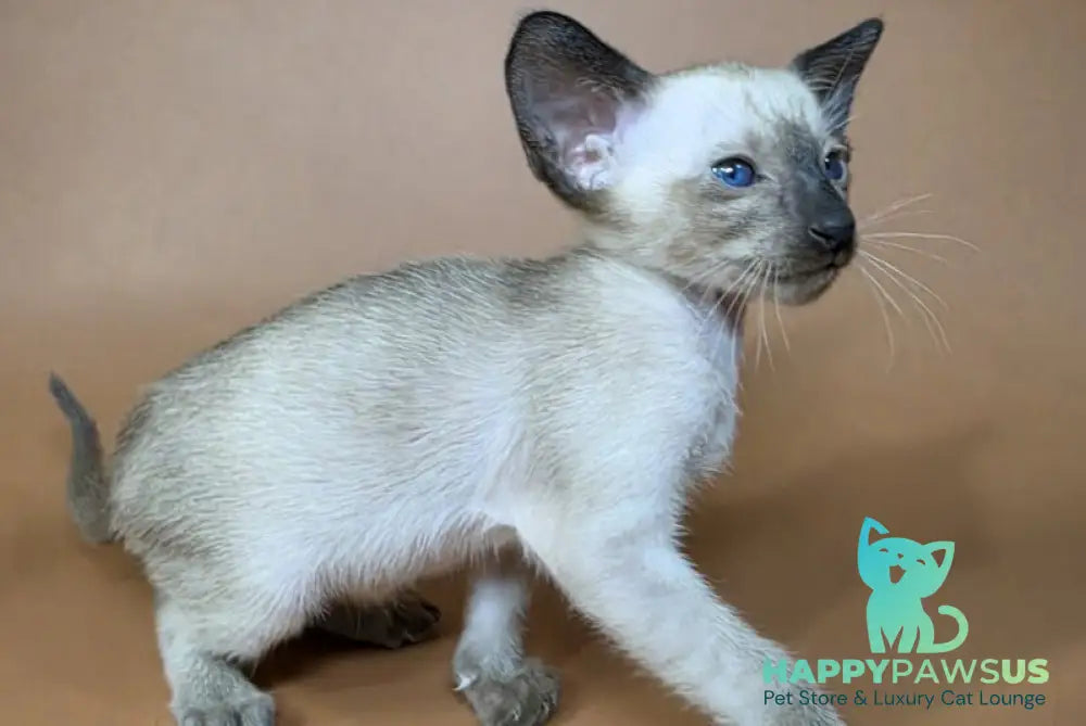 Wisp Siamese male black - live animals