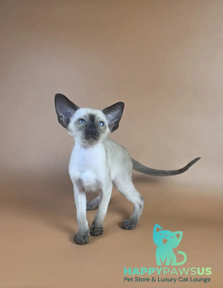 Wisp Siamese male black - live animals