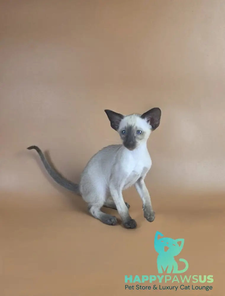 Wisp Siamese male black - live animals