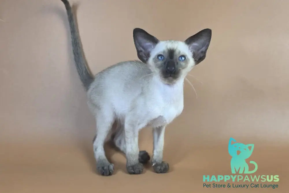 Wisp Siamese male black - live animals