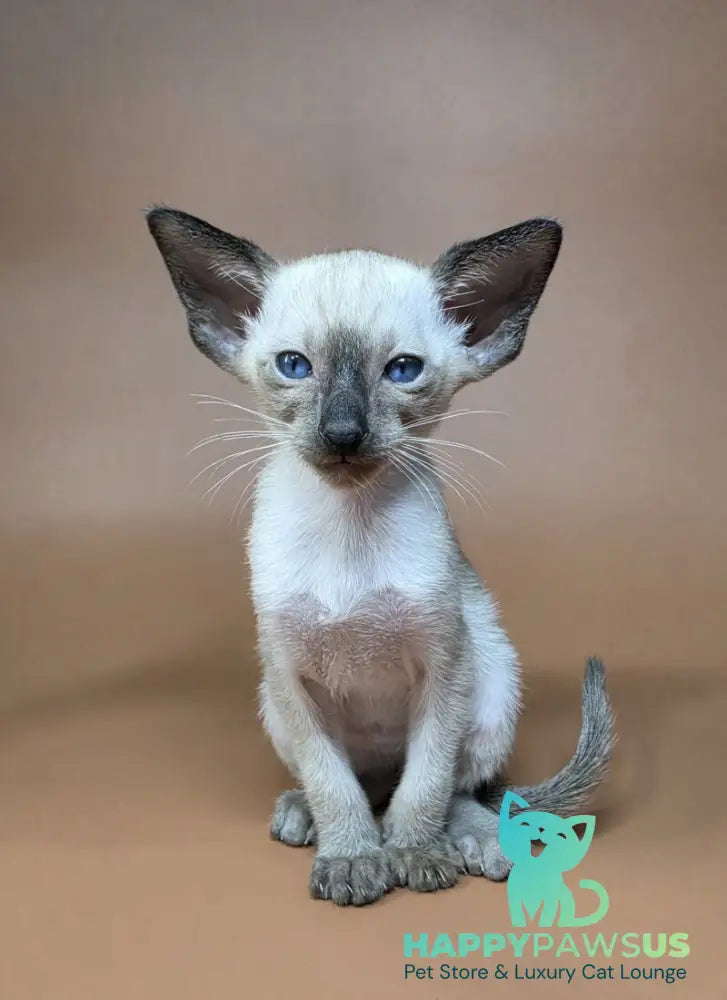 Wisp Siamese male black - live animals