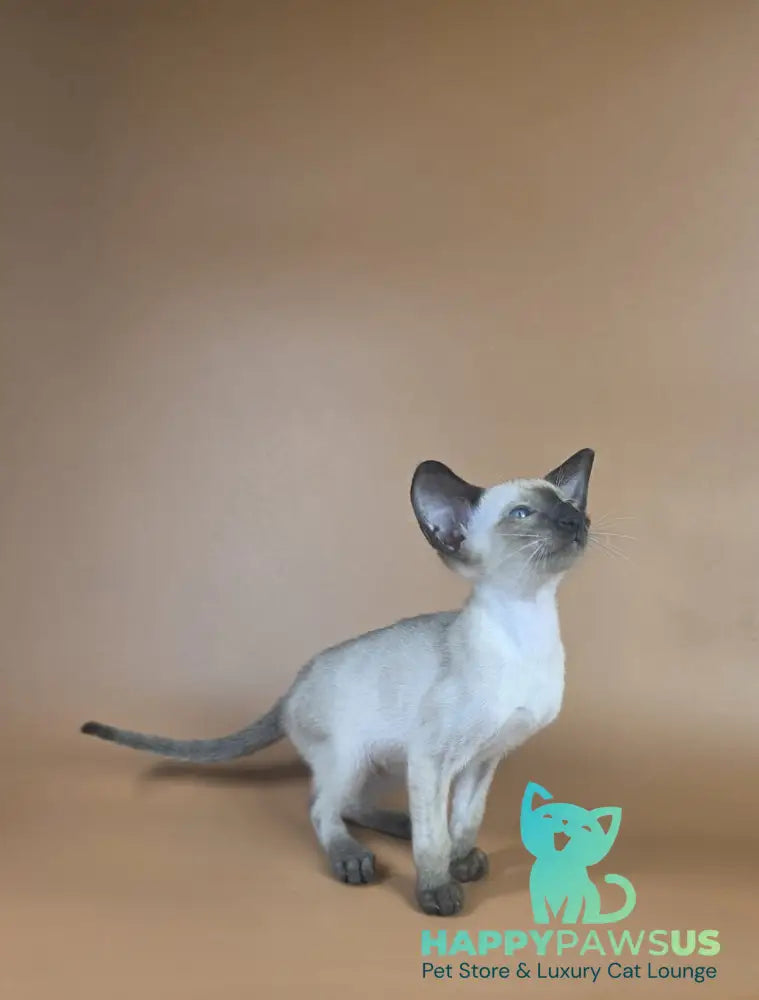 Wisp Siamese male black - live animals