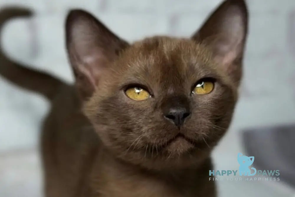Wisteria Burmese female sable live animals